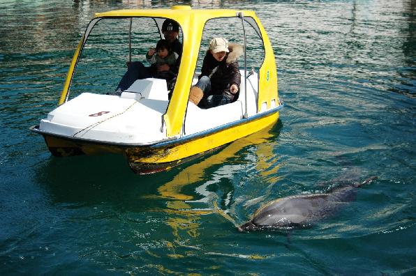 静かな入り江でイルカたちと散歩 ドルフィンウォッチングボート 下田海中水族館 しーもん 伊豆下田のアウトドア 自然体験 案内所